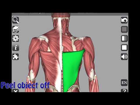 Huesos y órganos en 3D (anatomía)
