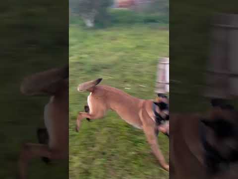 Игра в отними палочку Бельгийская овчарка Кайман малинуа #шортс #малинуа #бельгийскаяовчарка