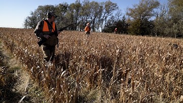 South Dakota Pheasant Hunting - Public Land vs Guided Hunt