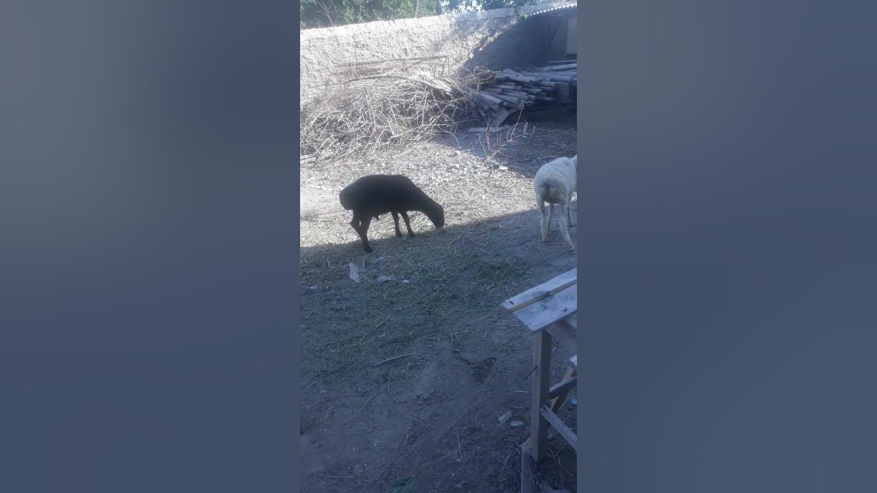 куйлар - YouTube