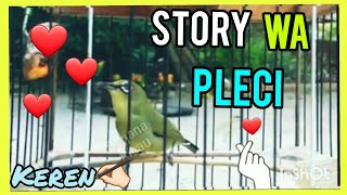 🔵Story WA Burung PLECI