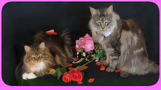 😸💕 Maine Coon Sweetness: Sherkan and Shippie, a romantic ambiance for Valentine's Day! 🌹🌙 V118 by Maine Coon Cats TV 255 views 2 months ago 3 minutes, 40 seconds