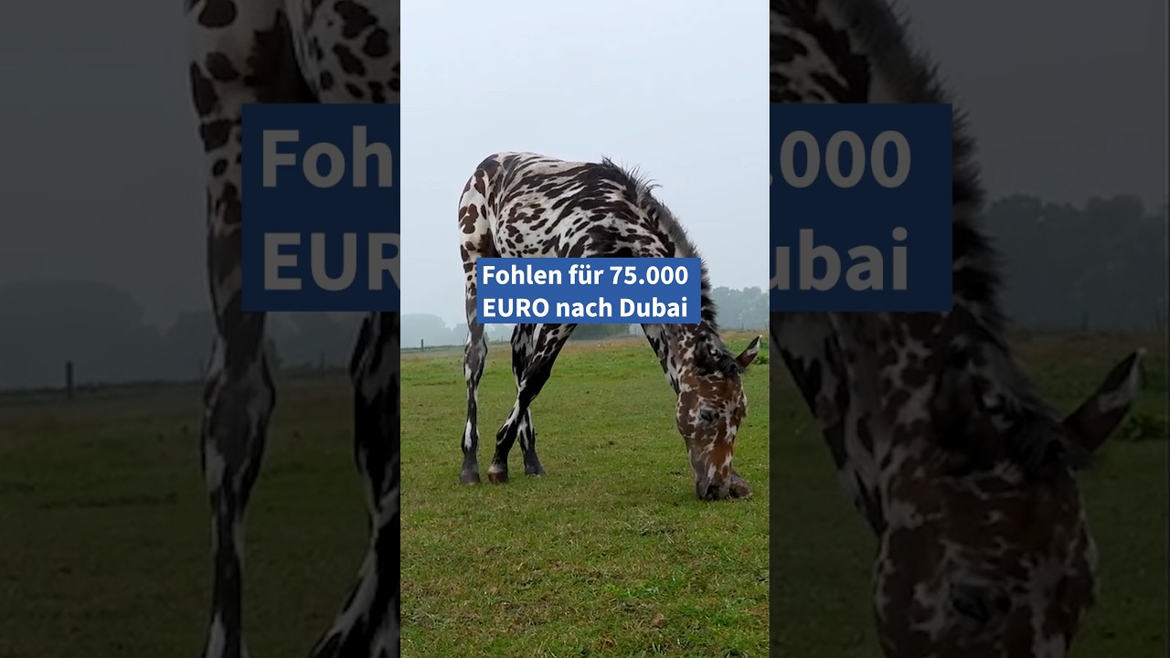 Ein #Fohlen aus Brandenburg hat mit seiner besonderen Zeichnung einen kleinen Hype ausgelöst. #pferd