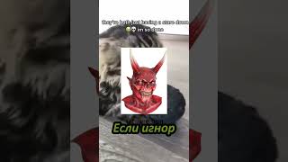 Бог прекрасный #рек #рекомендации #хочуврек #выбери #кот #котик #собака #иисус #cat #trending