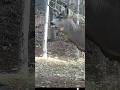 Big Buck Eye Growth #bigcatranch #deer #wildernessseason #wildlife #nature #deerseason