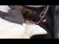 New jersey bat removal and rescue