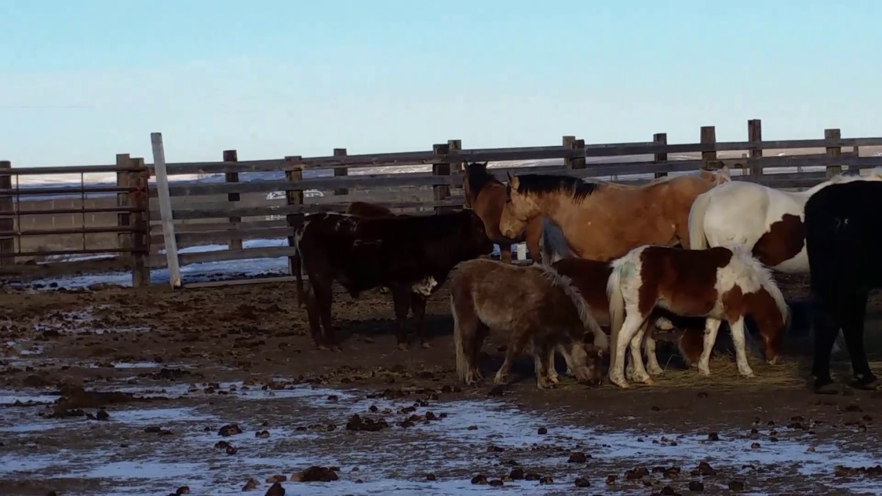 Big tobacco livestock