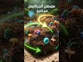 ماذا يحدث تحت التربة عندما نضيف الكومبوست في الأراضي الرملية؟ #Compost #Shorts #الأراضي_الرملية