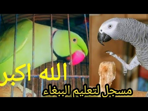 تعليم الببغاء كلمة الله اكبر مكررة اجمل كلمة يقوله الببغاء في البيت الدرة الهندي الكاسكو مكاو