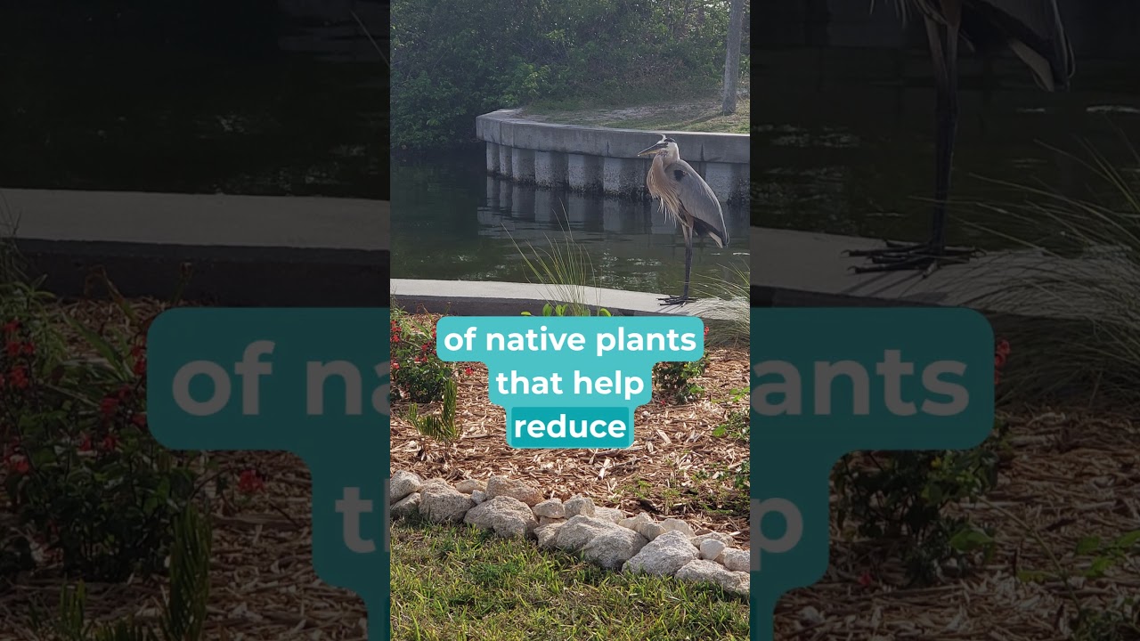 What is a Buffer Zone? Protecting Florida’s Waterways 🌿💧