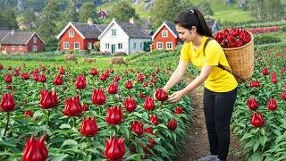Download Lagu 365 Days Harvesting RED ATISO FLOWER Goes to market sell | Thuy Countryside MP3