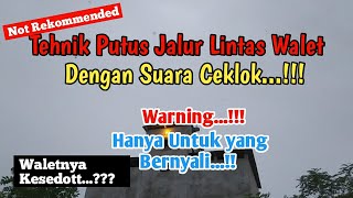 Tehnik Putus Jalur Lintas Walet dengan Ceklok. Jangan Coba kalau tak punya nyali...!!!