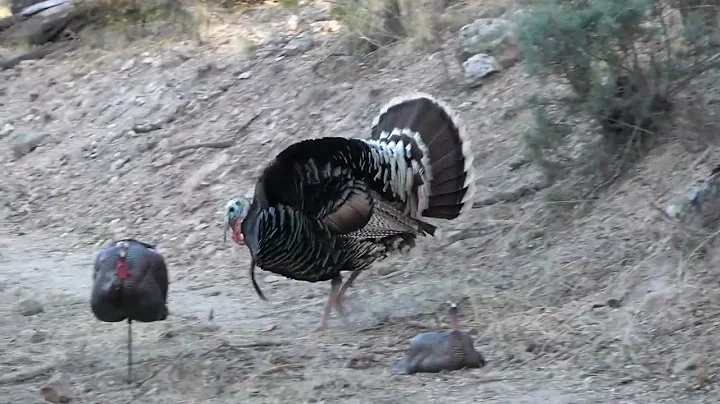 2022 Mexico Gould's Turkey Hunt-Tracy Horton with ...