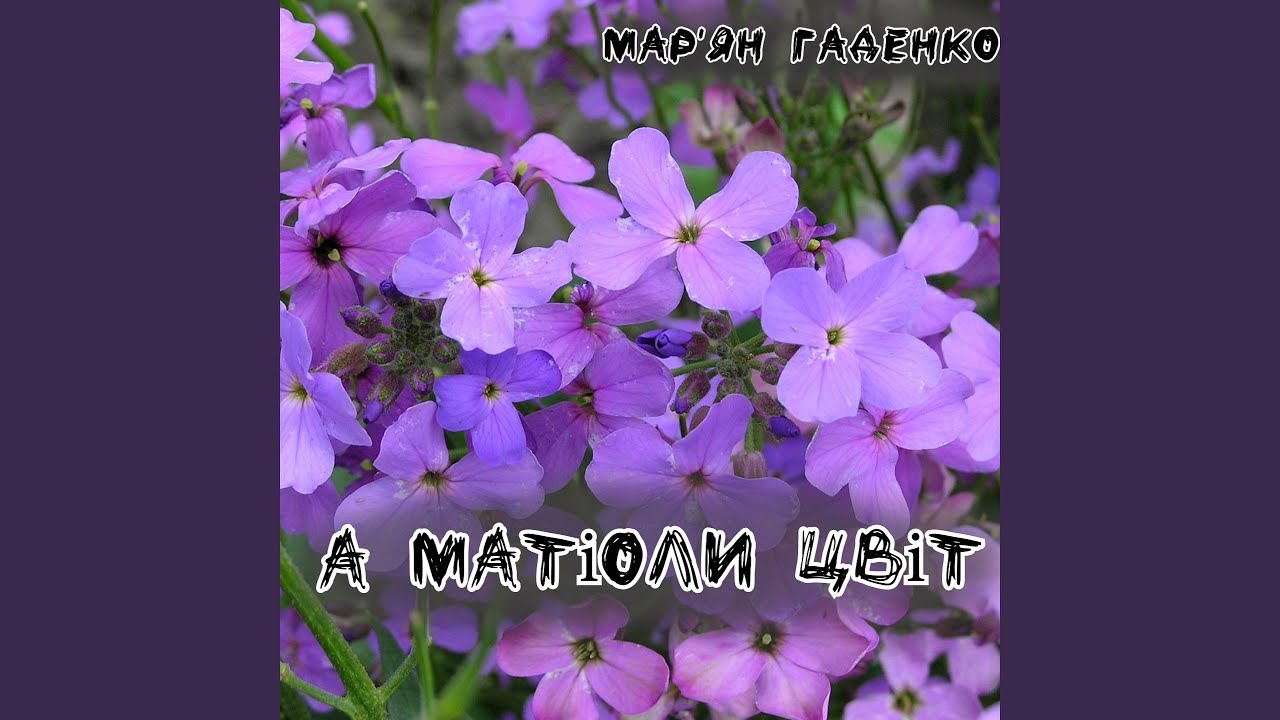 Матіоли цвіт