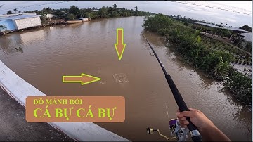 Câu cá tra trên sông nhỏ ở miền tây, cá ăn nhịp cần quá đã