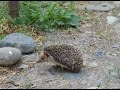 the hedgehog