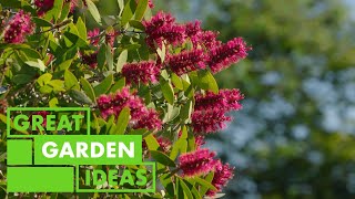 Planting Natives in Winter | GARDEN | Great Home Ideas