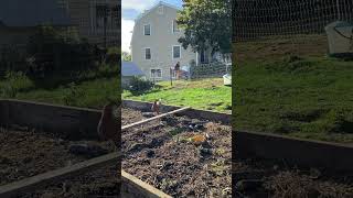I produce enough #compost on my #smallfarm to add a 1 2 inch layer every year in my 1,280 sq ft #nod