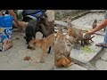 feeding green soybeans to the hungry monkey || feeding hungry street dogs || monkey love soybeans