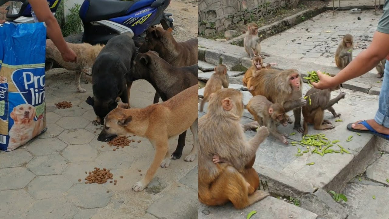 feeding green soybeans to the hungry monkey feeding hungry street