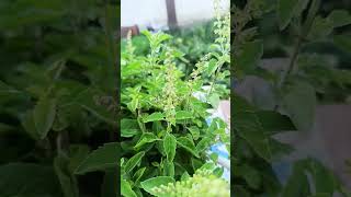 tulsi per manjri aa jaye to rakhe in baaton ko dyaan #gyan #baghti