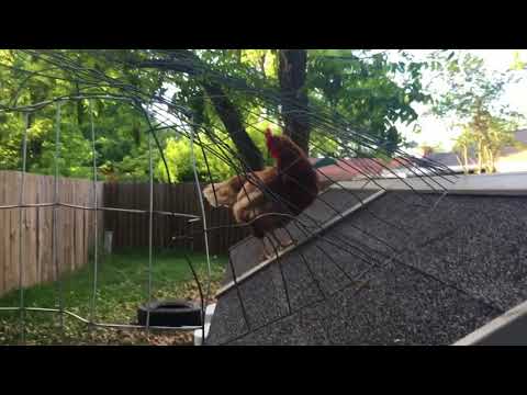 Lock Em Up - Tips and Tricks for Backyard Chickens