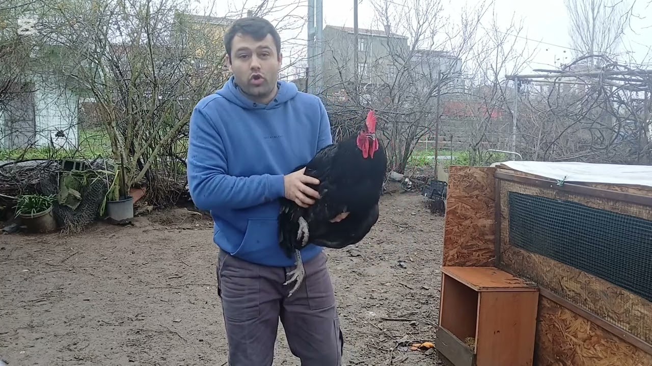 Kümese Yeni Transferlerim 🙂 