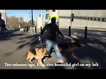 Fixing Social Aggression - German Shepherd Dog Fixing Social Aggression - German Shepherd Dog
