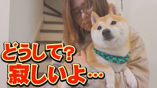 Owner shock... Shiba dog refuses to be petted... by 豆柴おもしろ4兄妹 10,021 views 2 weeks ago 9 minutes, 7 seconds