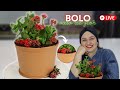 🔴LIVE #16 - BOLO VASO DE FLOR EM CHANTININHO