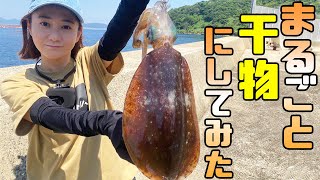 【五島エギング】釣りたてアオリイカをまるごと干物に！【釣×食】