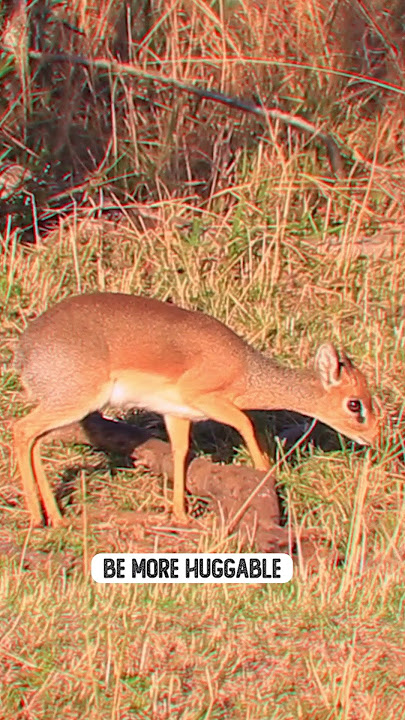Meet the Dik-dik