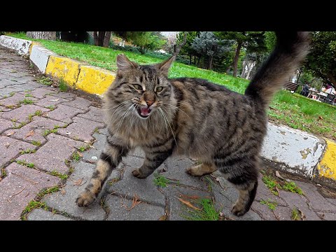 I met a really talkative cross eyed cat.