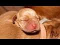 1 Day Old Fox Red Labrador Puppies!