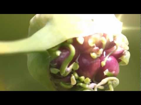 Video: Bioloģiskā Lauksaimniecība - Jūs Dodat Dabīgu Produktu