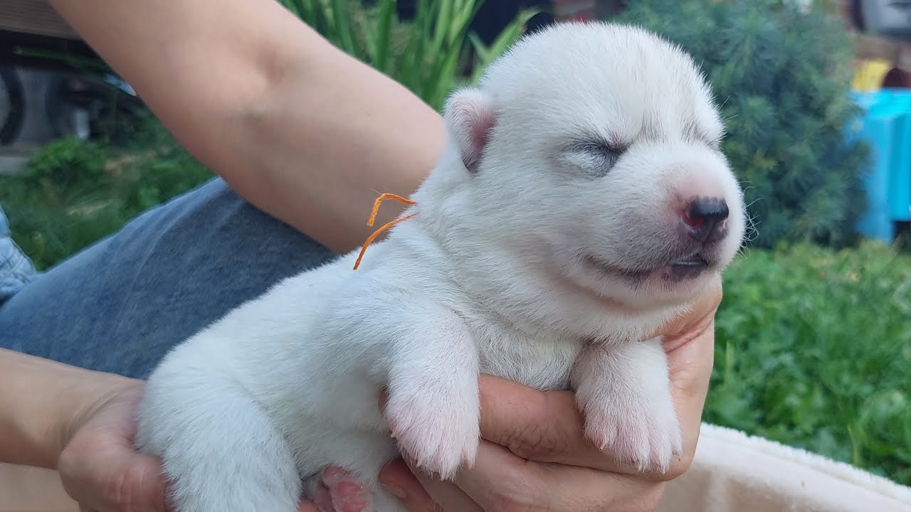 Anketa - Biramo ime štenca haskija 1/7 (narančasta vrpca)