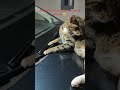 #viral #cat He mad as I disturbed him.