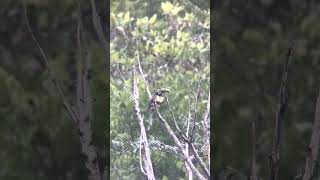 Chestnut-eared Arasari. Dec 2022 #birding #birdsofperu #birdwatching #birds