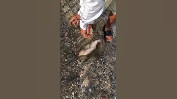 Câu cá Basa tại cầu Trần hoàng na nha ae