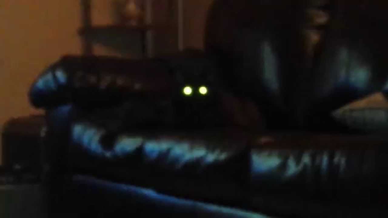 Daisy the Winking Cat! - YouTube