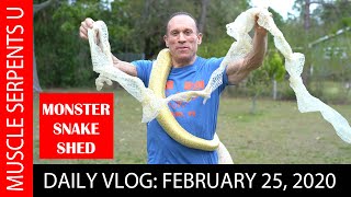BURMESE PYTHON PRE-OVULATION SHED Feb 28, 2020