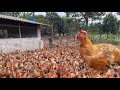 Voici comment je nourris mes poules  travail quotidien  la ferme