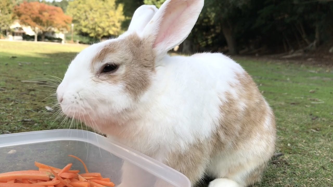 What a noble rabbit! - YouTube