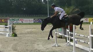 Mardinie Van T Siamshof 5Yo Mare Wvur Waregem