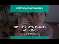 TIPS TO GROW PLANTS AT HOME | AuPairWorld