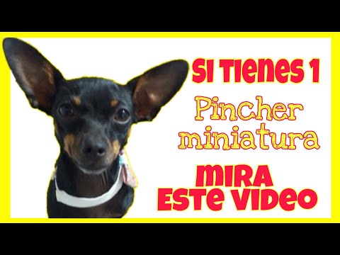 Video: ¿Qué suplementos debo darle a mi cachorro?