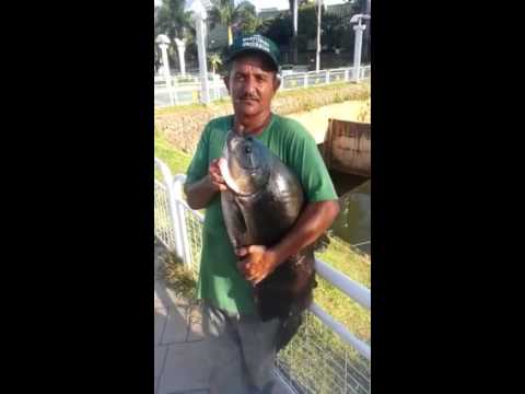 Homem pesca tambaqui de oito quilos na Avenida Brasil