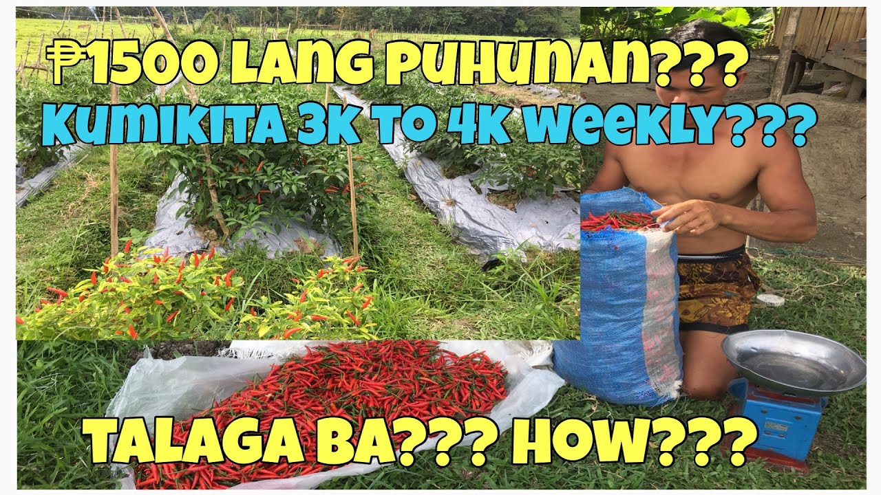 MAGKANO ANG KITAAN SA SILI LABUYO SILI TAIWAN? Redhot f1