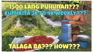 Magkano Ang Kitaan Sa Sili Labuyo Sili Taiwan? Redhot F1