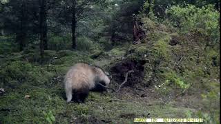 Badger wildlife camera Ireland